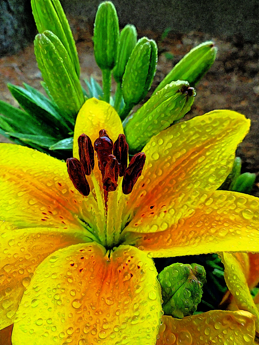 DayLillies2.jpg