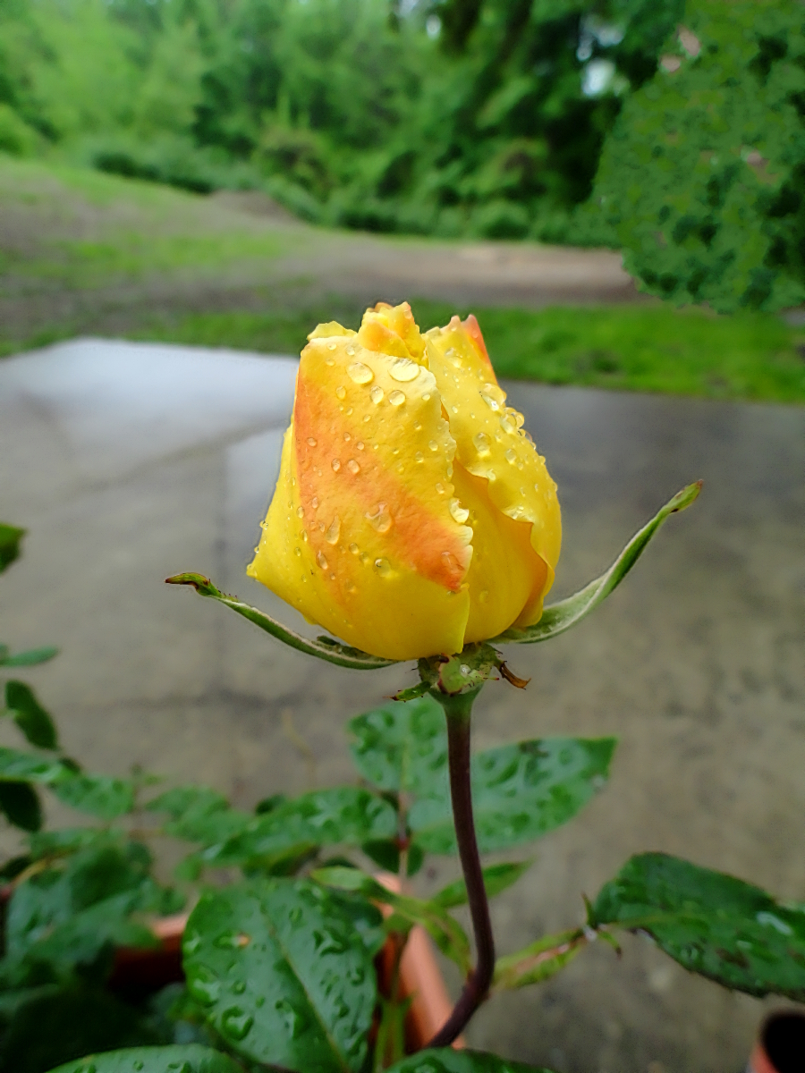 YellowRose.JPG