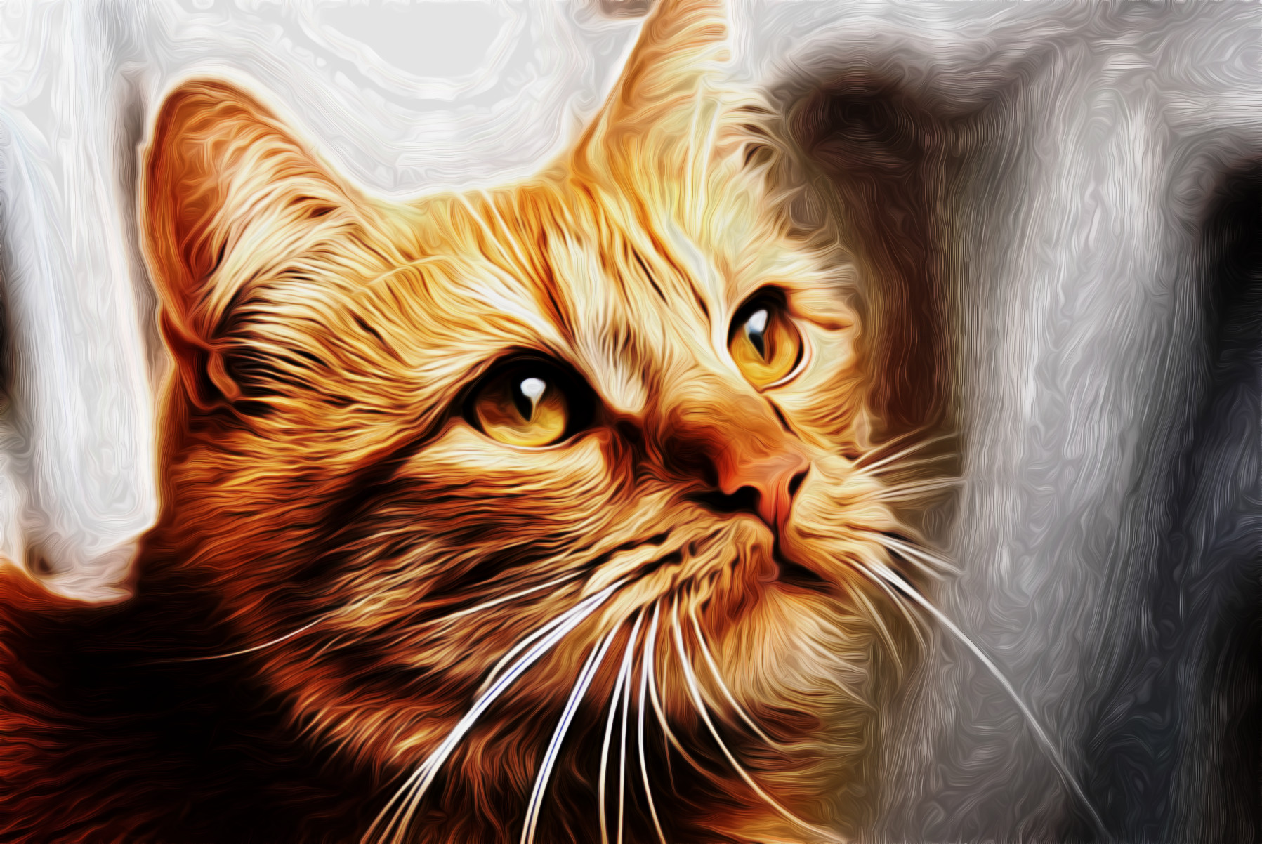 cat-5496162_JvidEffect_A2.jpg