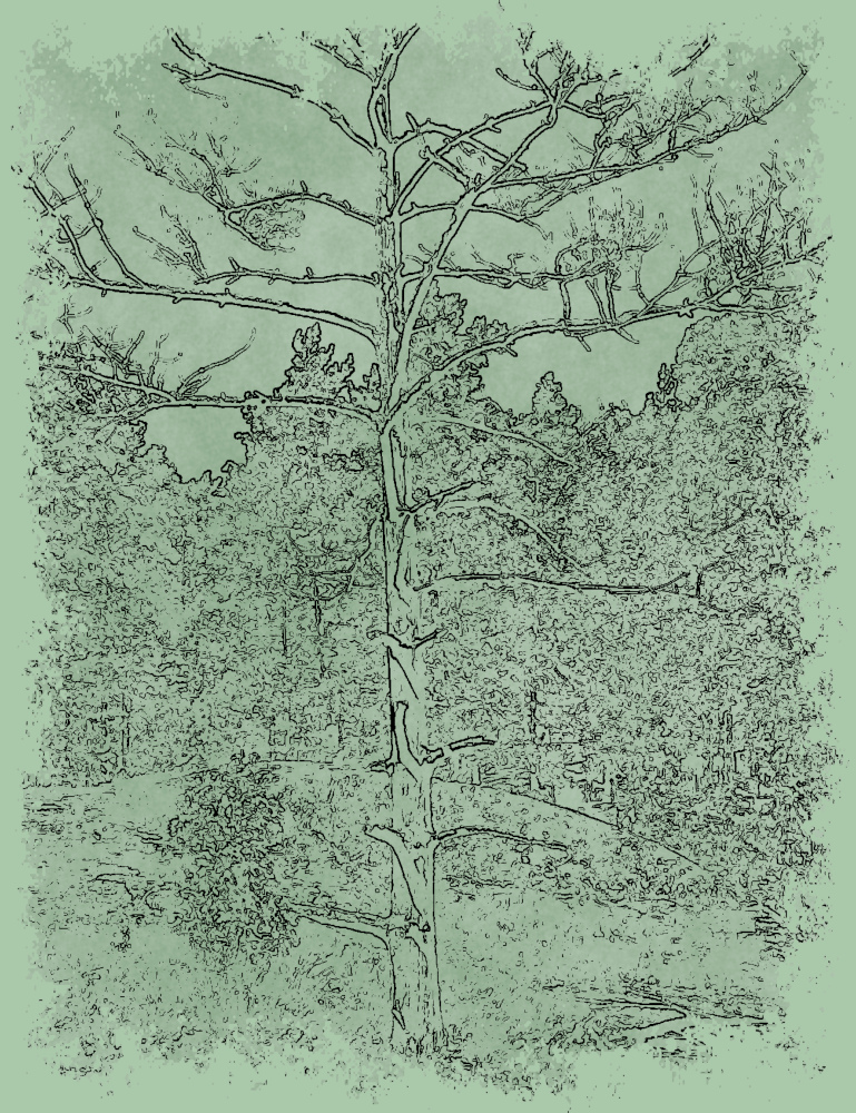 DryTree-JVIDB.jpg