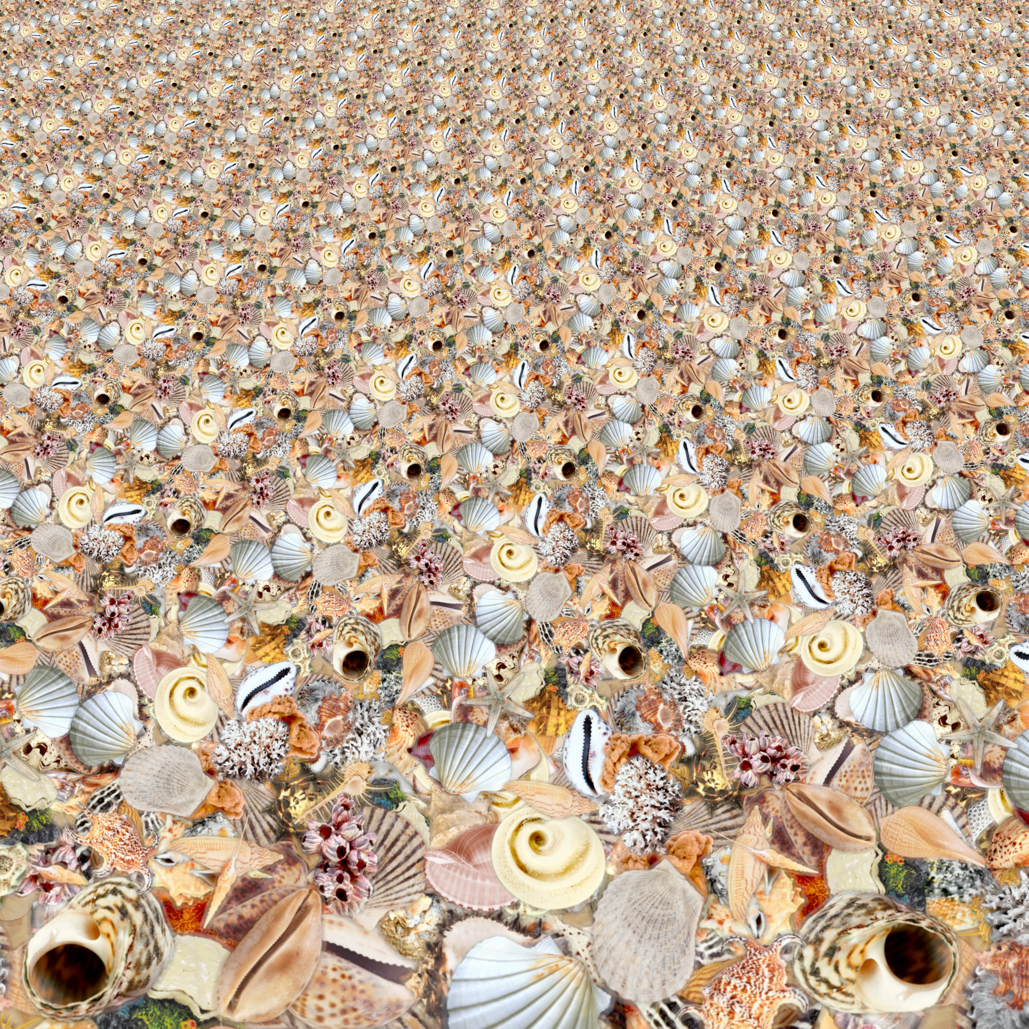 lotzashells.jpg