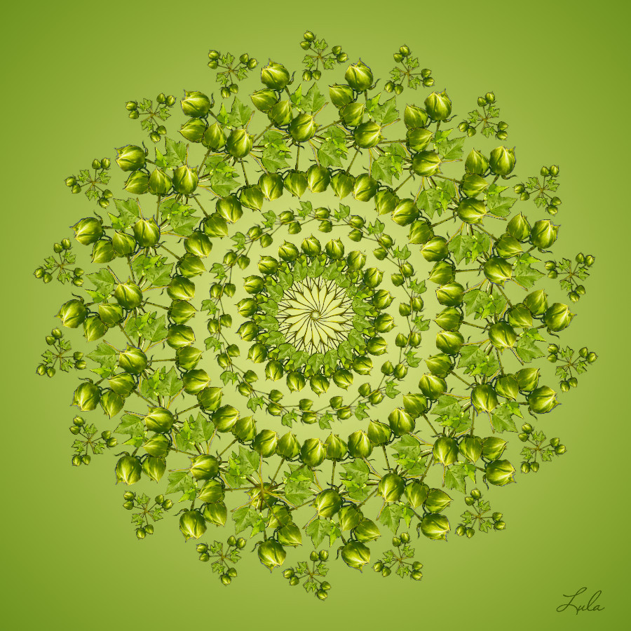 boutons_fleurs.jpg