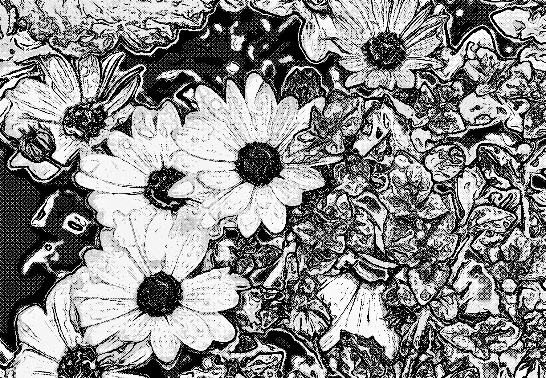 osteospermum-3408289_Jvid_Effect_F_B&W.jpg