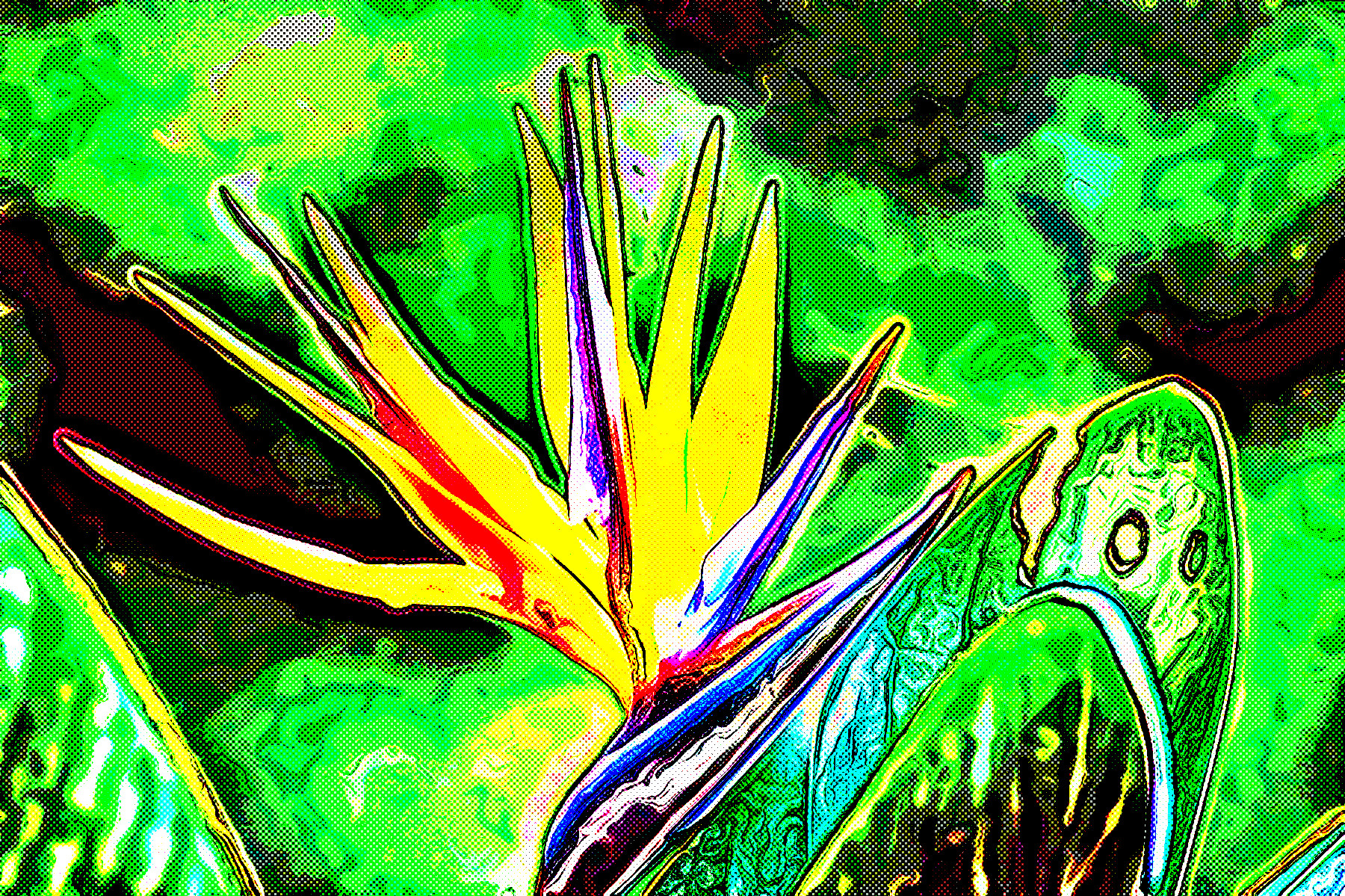flower-wildflower-bird-of-paradise-floral-Jvid_Effect_F3.jpeg