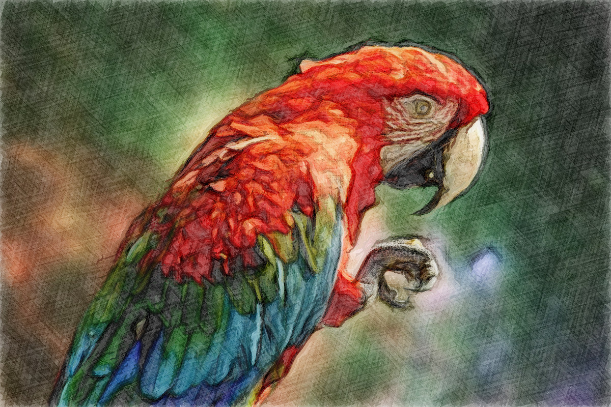 Parrot.JvidH-DN.jpg