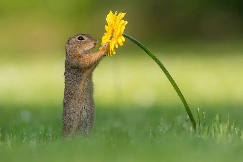 PrairieDog.jpg