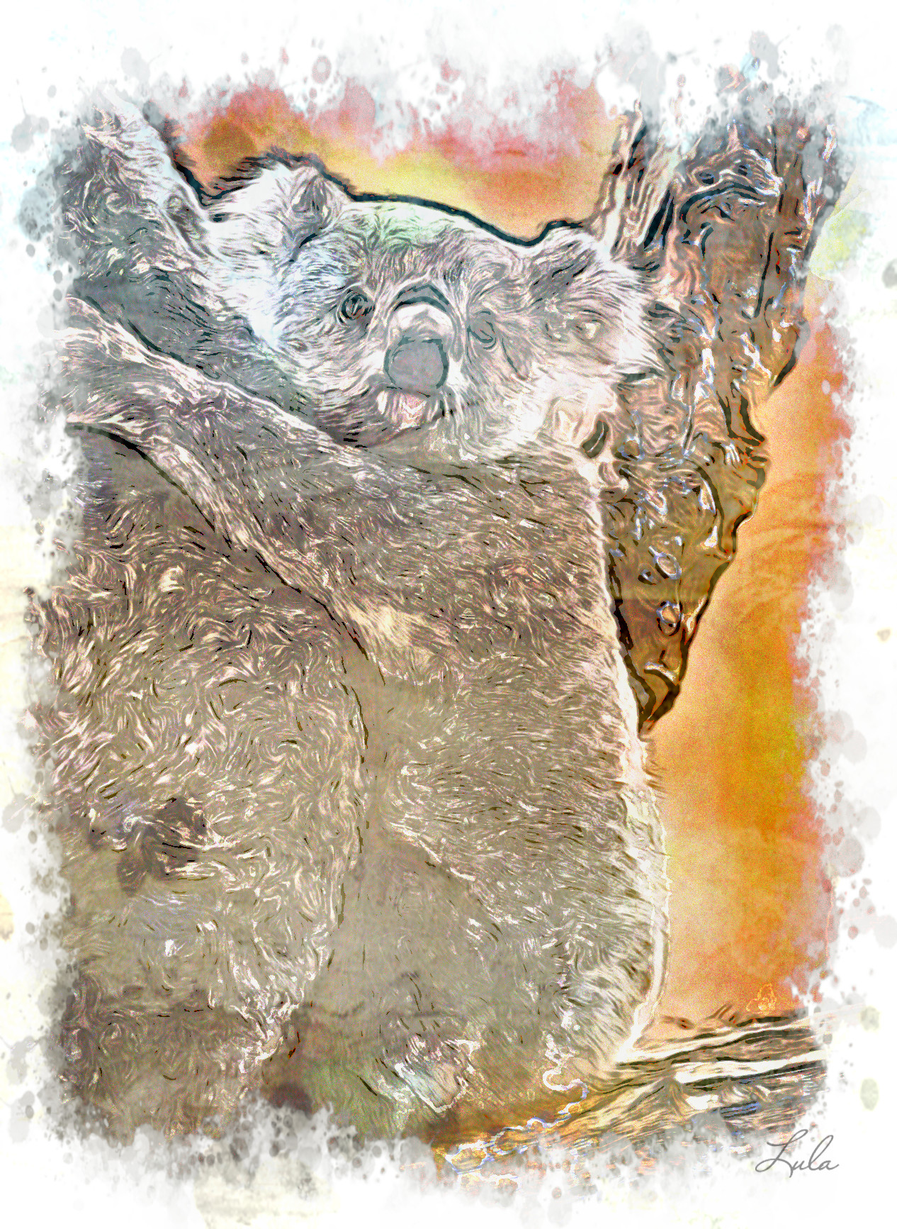 koala_JVID_LA.jpg