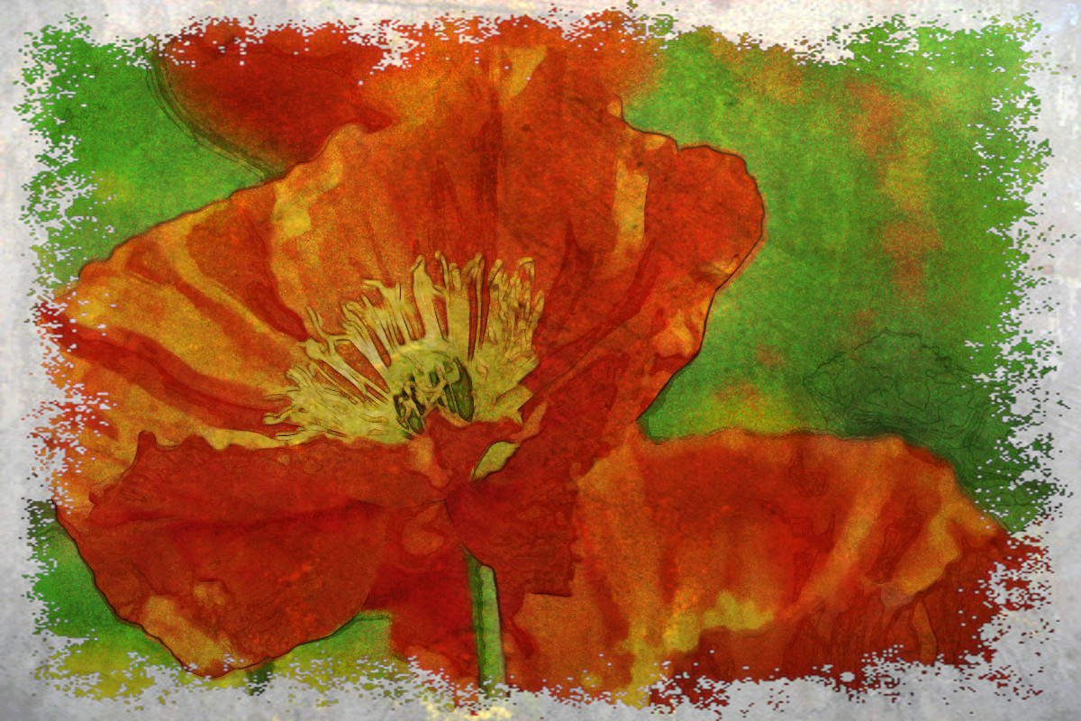 Watercolor.Jvid.LA.Klaprozen.jpg