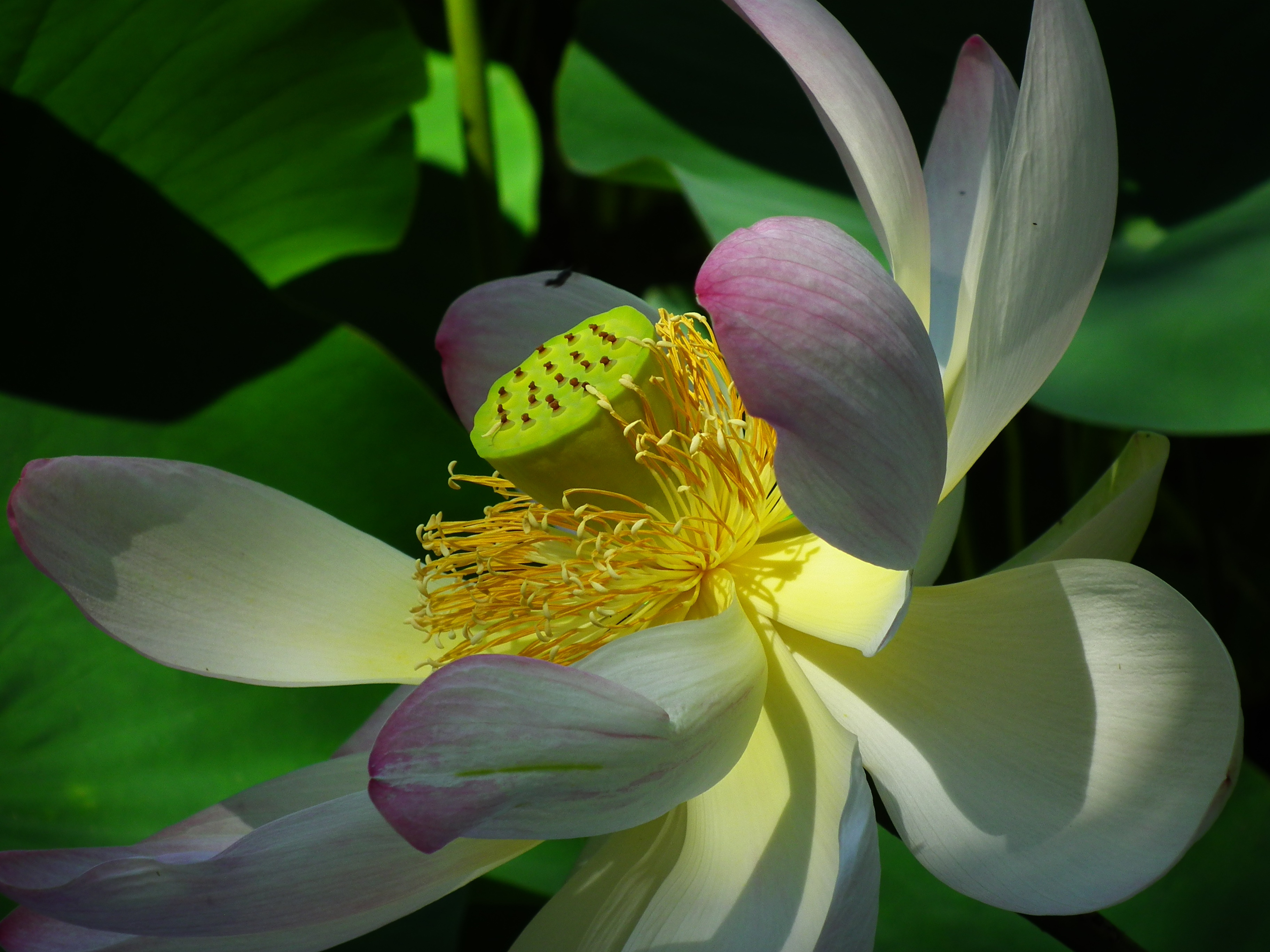 nature-blossom-plant-flower-petal-green-766382-pxhere.com_source.jpg