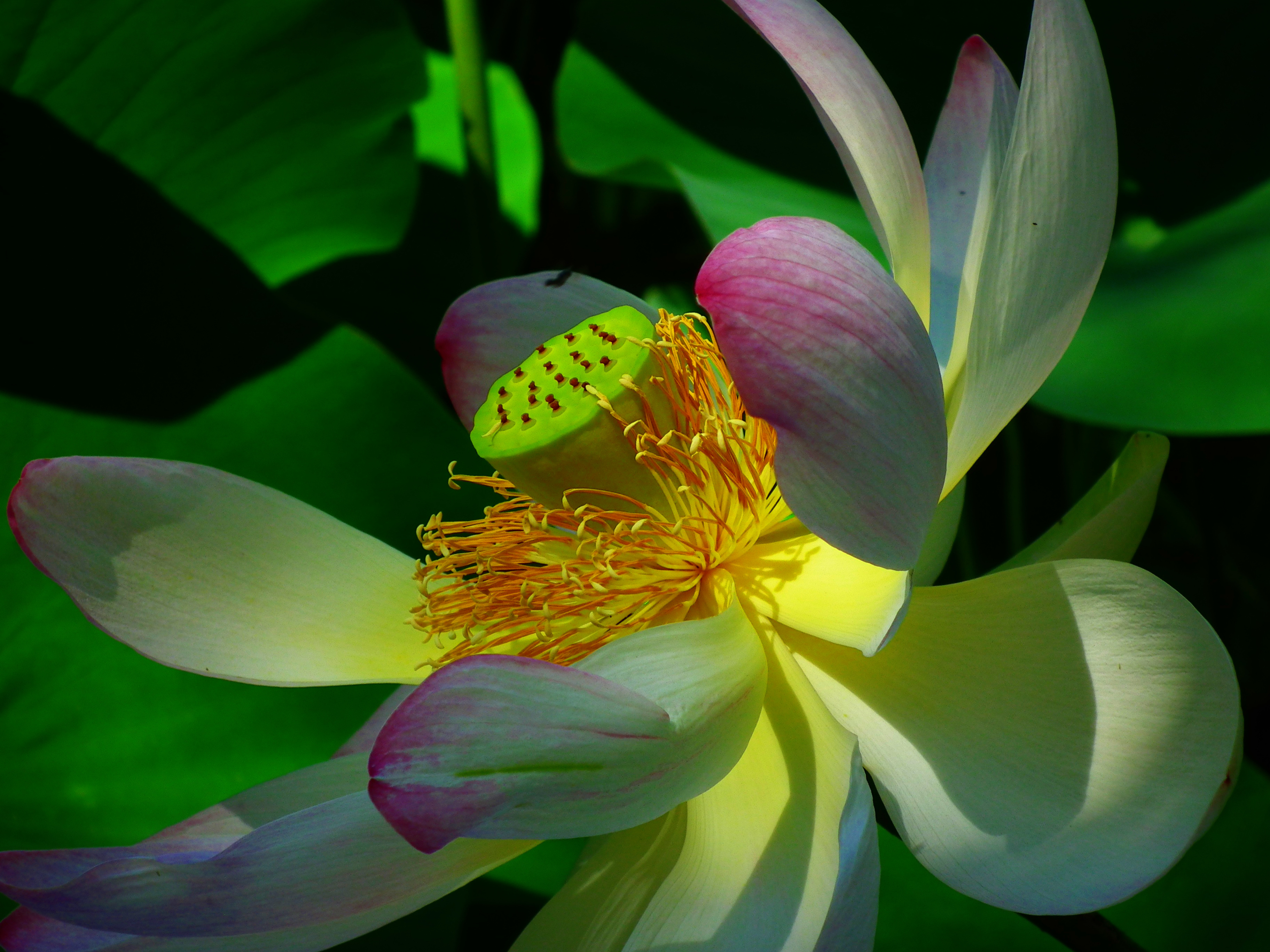 nature-blossom-plant-flower-petal-green-766382-pxhere.com_play.jpg