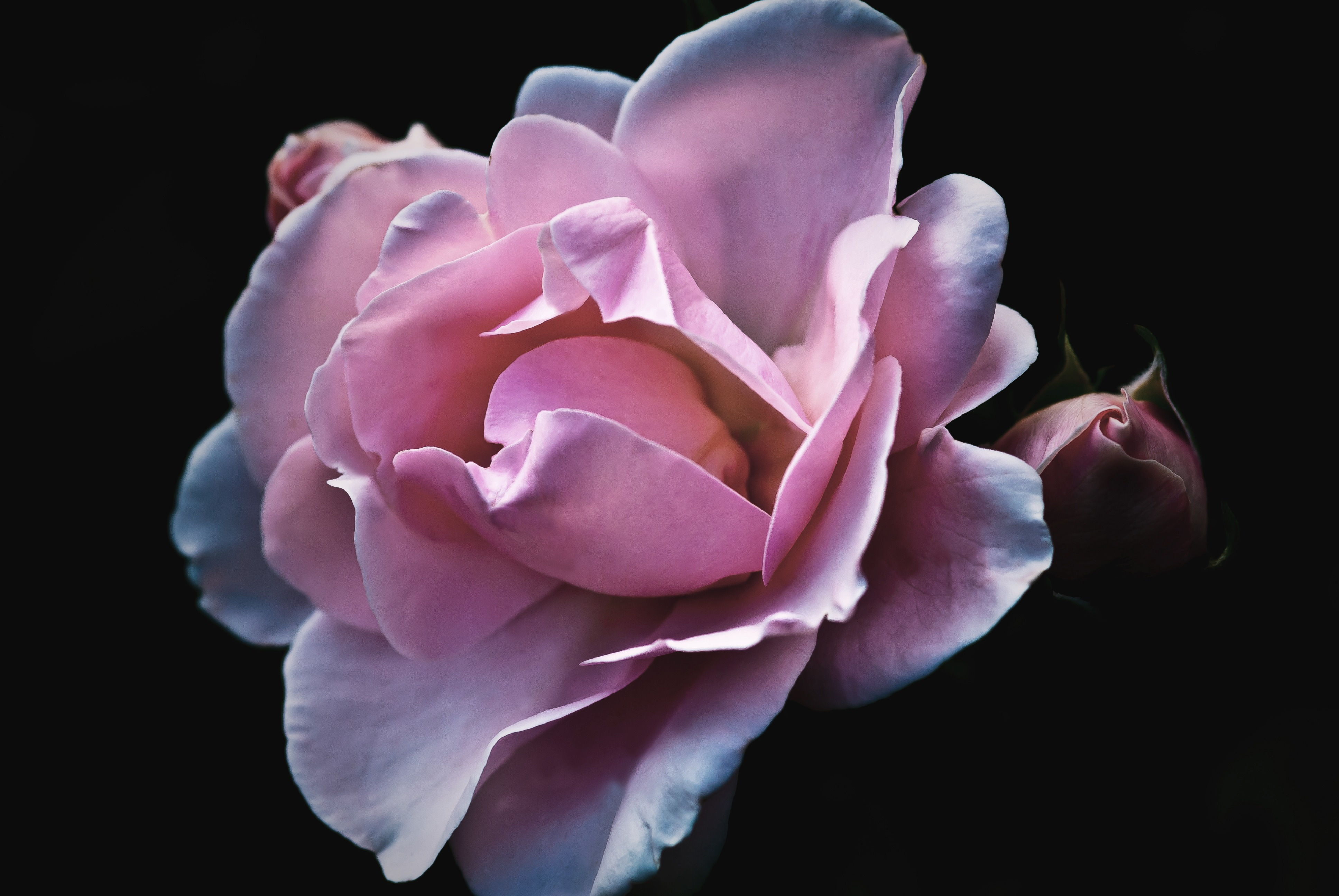 nature-blossom-plant-photography-flower-petal-1147142-pxhere.com_source.jpg