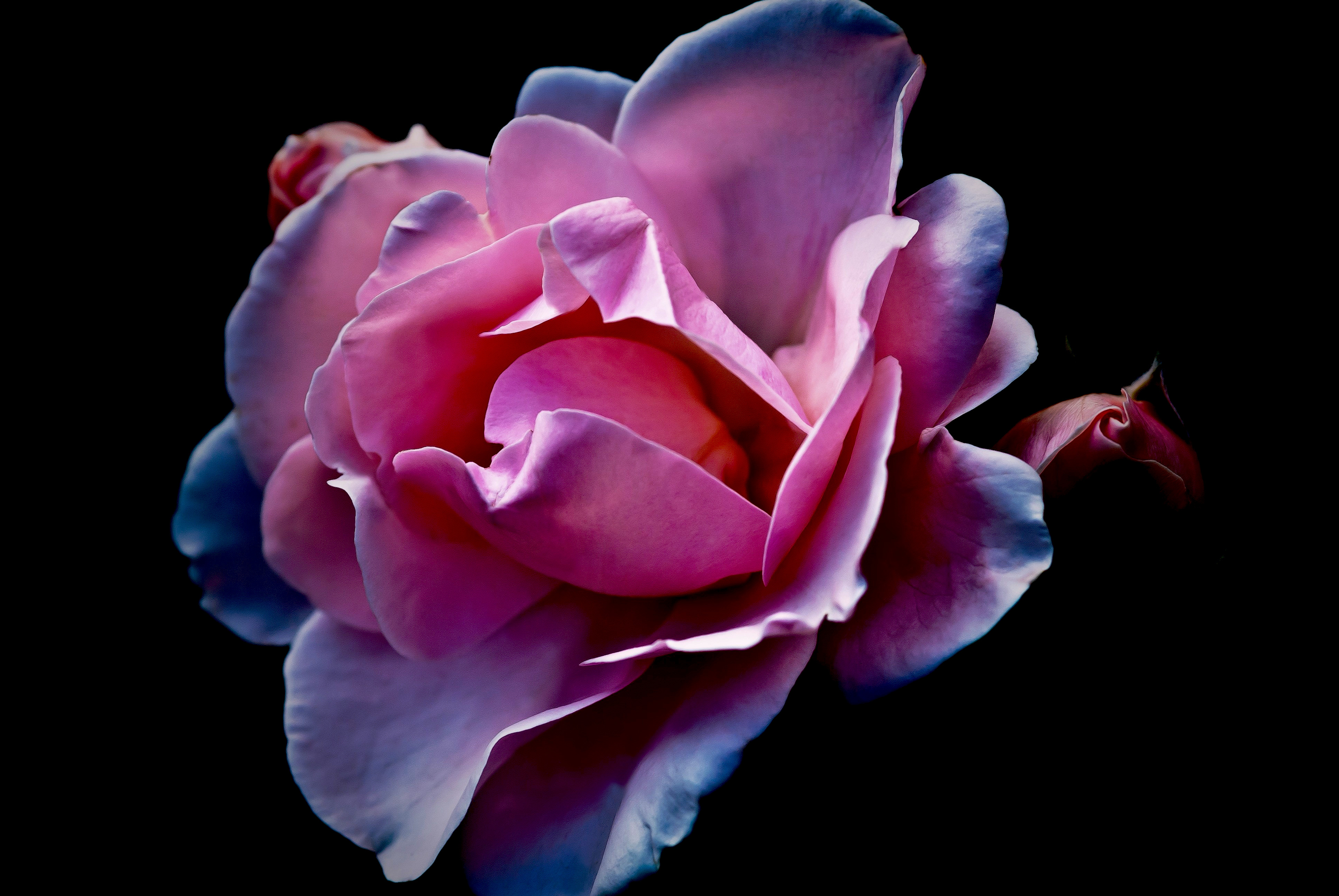 nature-blossom-plant-photography-flower-petal-1147142-pxhere.com_play.jpg