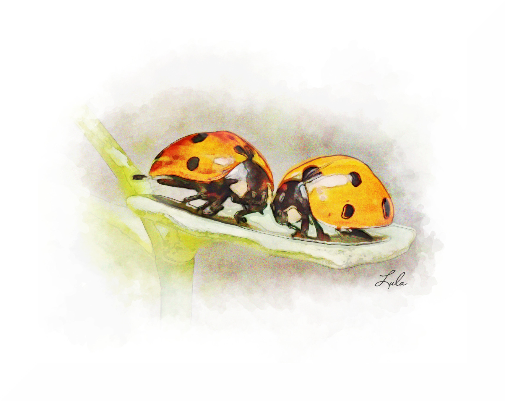 coccinPixab_JVID_LA.jpg