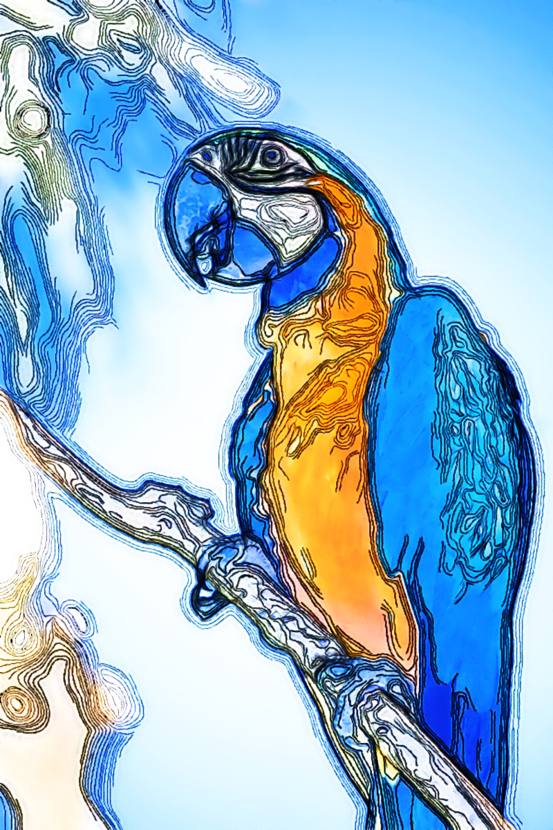 Jvid.M.DN.Parrot.jpg