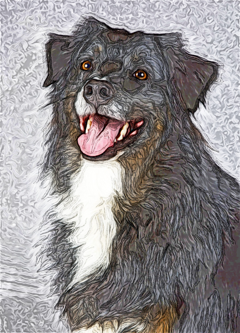 Jvid.MD.after.DN.dog(02).jpg