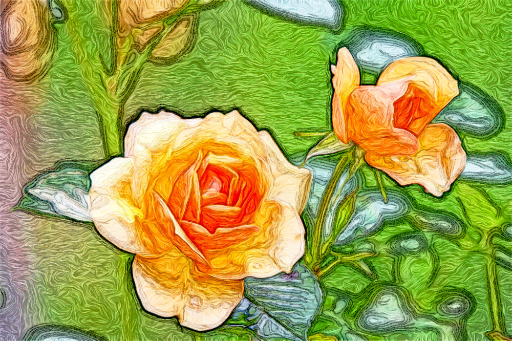 Jvid.MD.after.DN.Roses.jpg