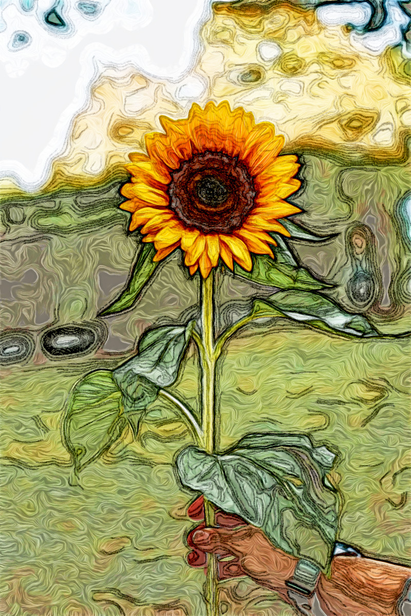 Jvid.MD.after.DN.Sunflower.jpg