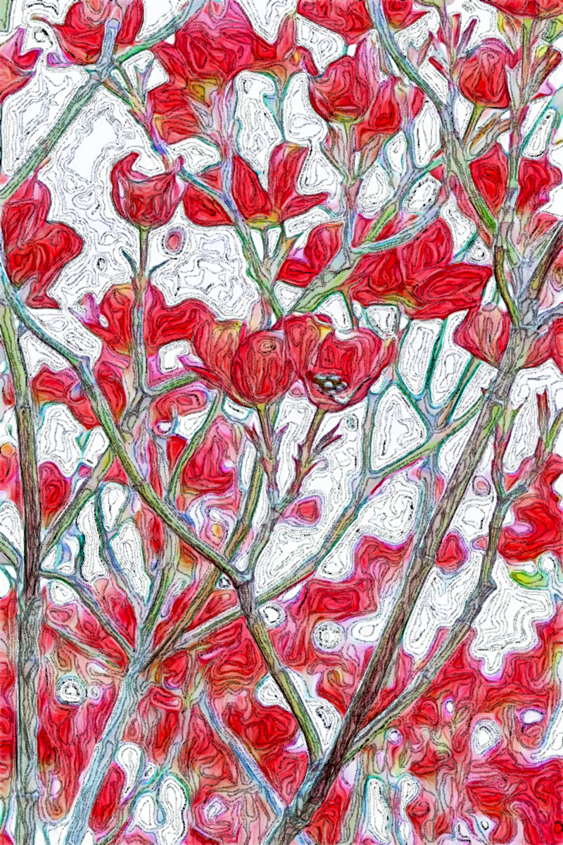 Jvid.MD.Tree_Flowers.Jpg