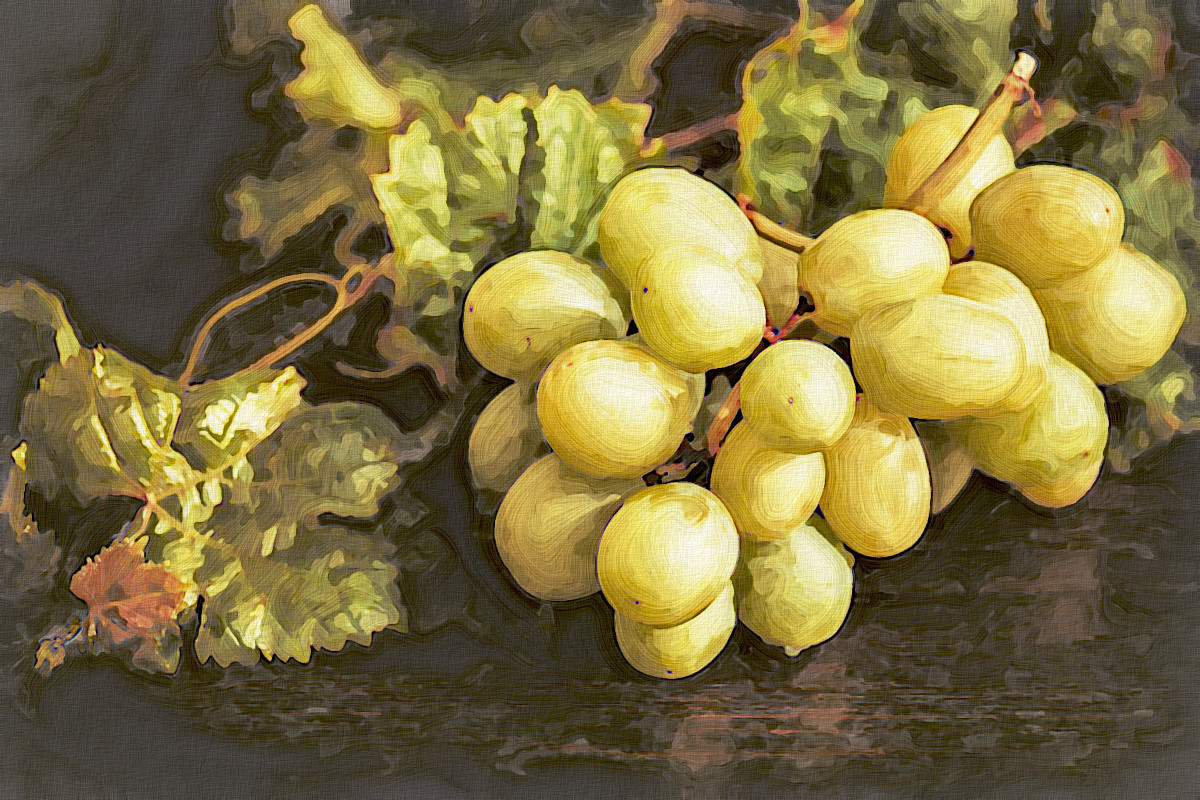 Jvid.PA.DN.Grapes.jpg