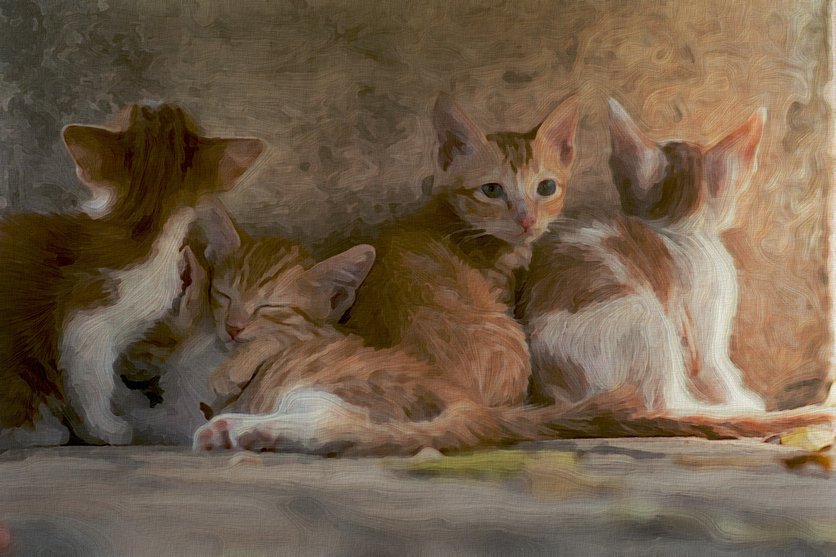 Jvid.PA.DN.Kittens.jpg