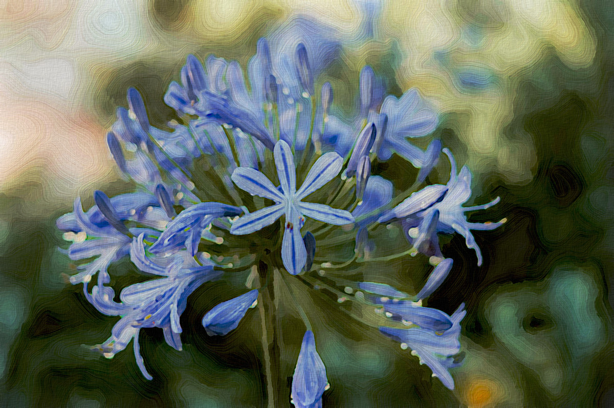 Jvid.PA.DN.Flower_blue.jpg