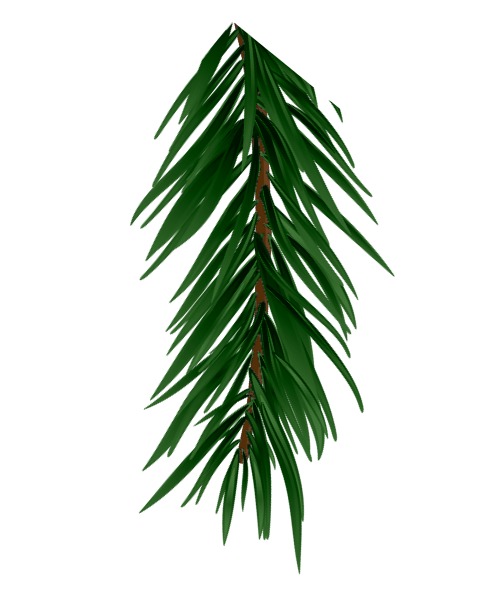green_fir_branch.png