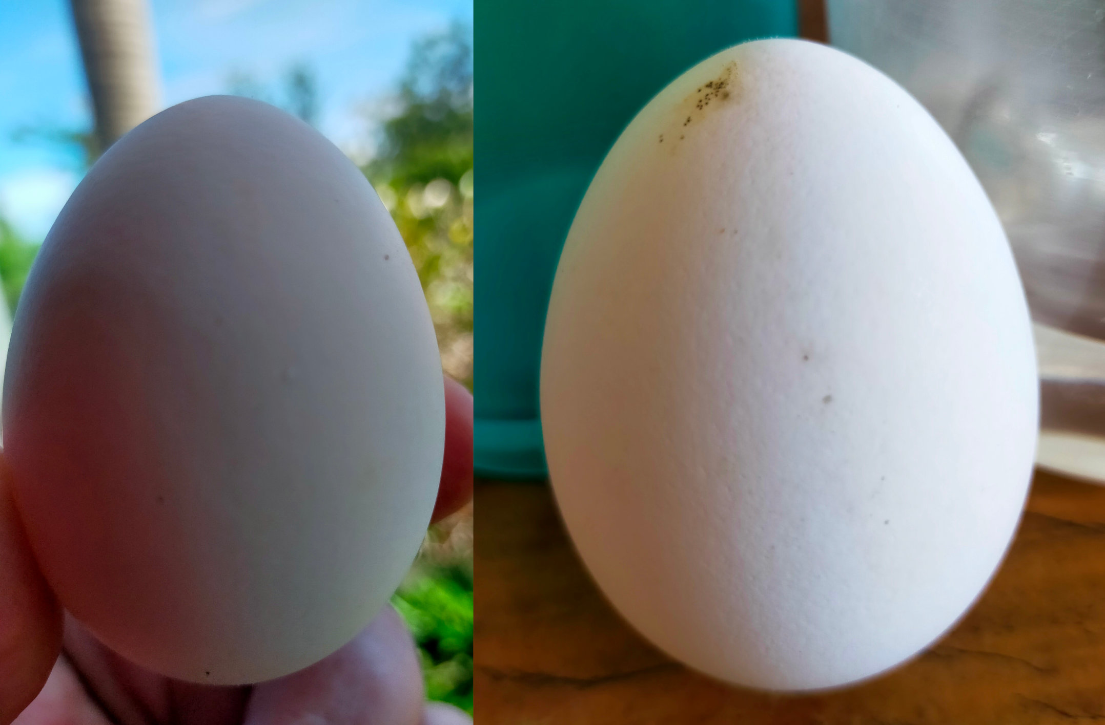 egg.jpg
