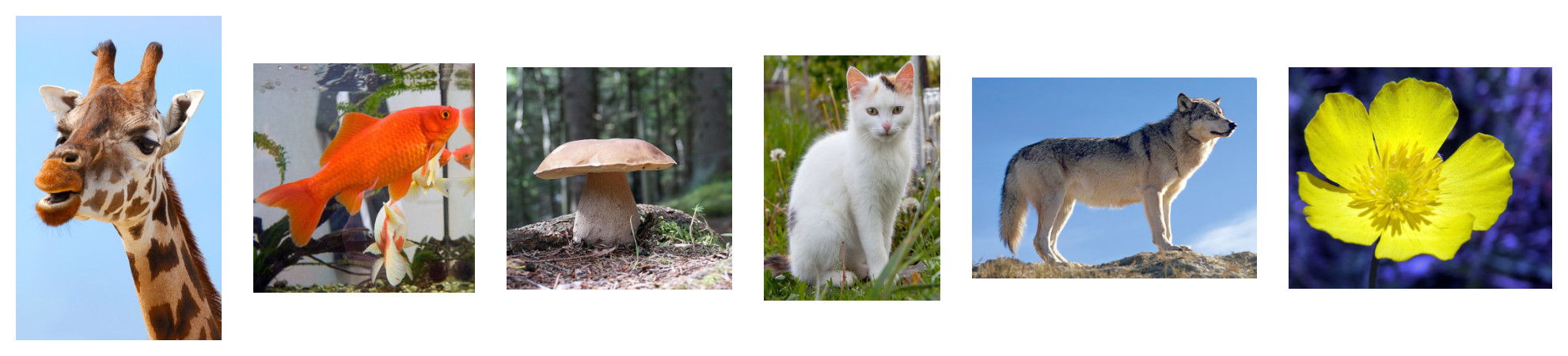 examples_orig.jpg
