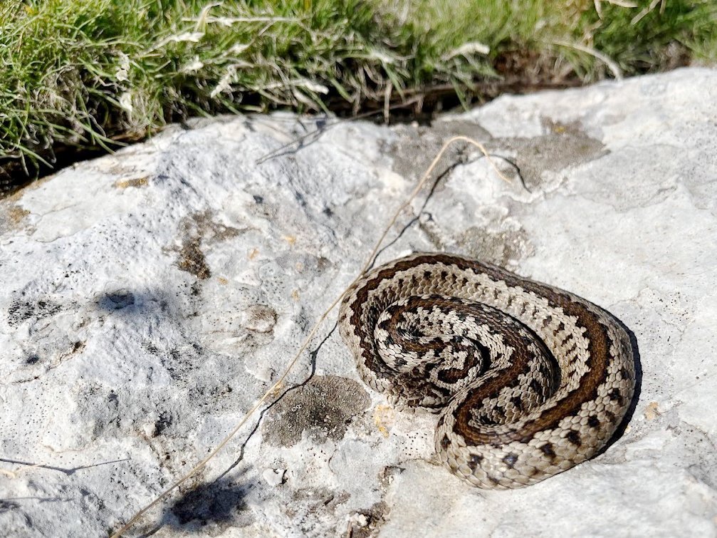 CurvedSnake.jpg