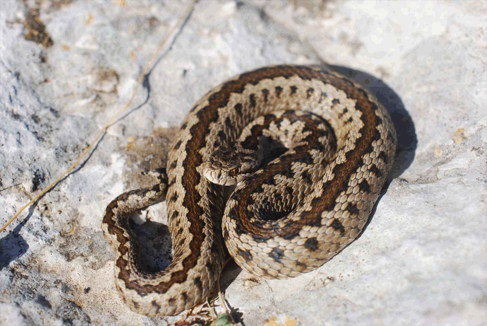 snake3.gif