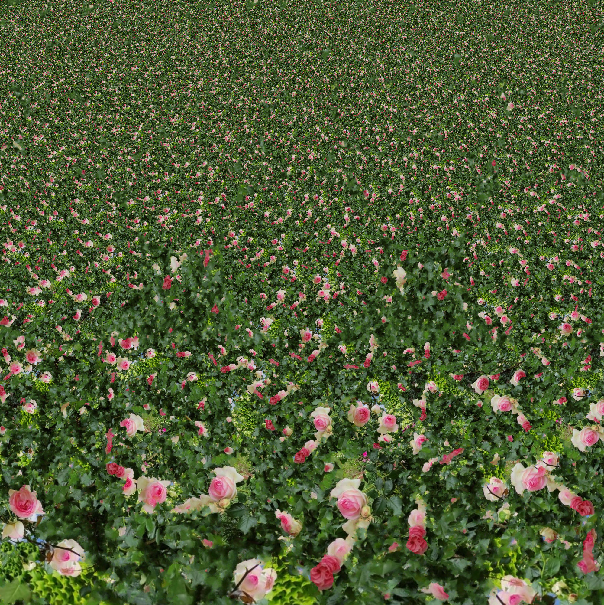 moreroses.jpg