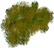 birch1.png