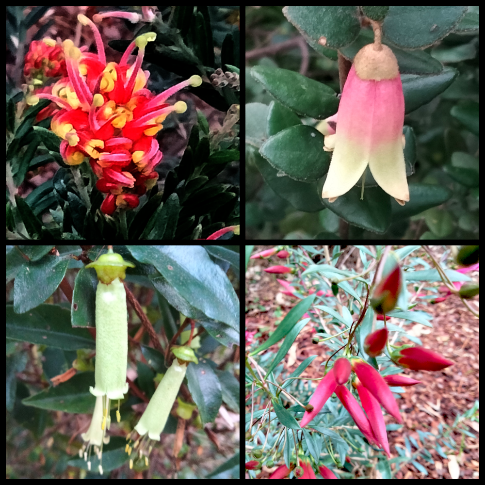 aussie_flora2.png