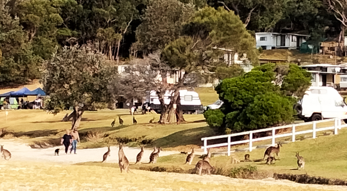 kangas.png