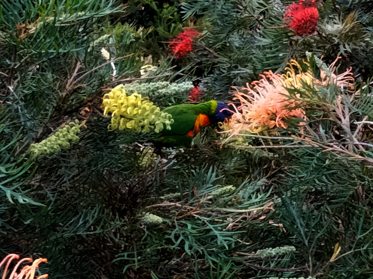 lorikette_in_bush.png