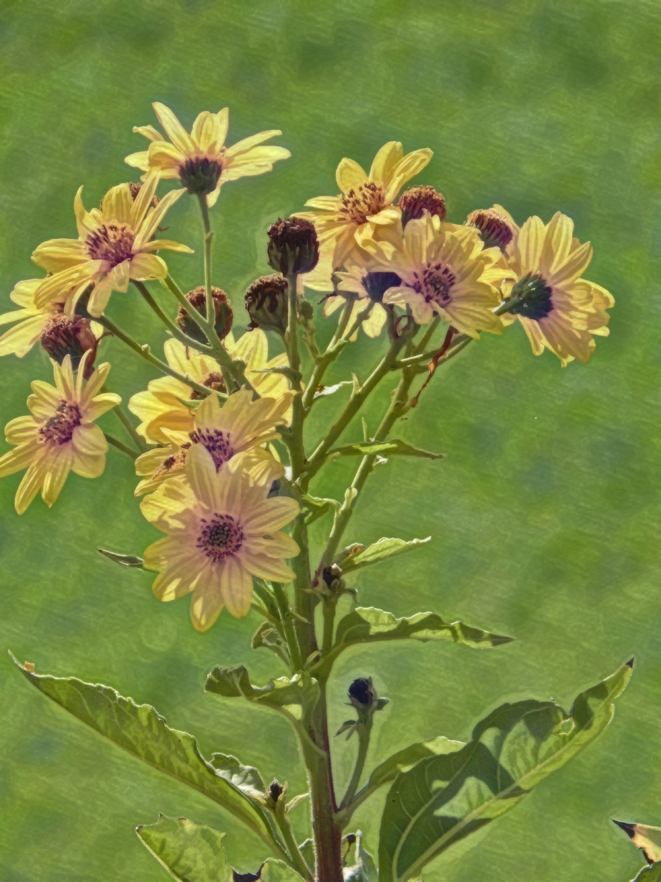 2023-11-13 16-04-41 flowers-4559160_1920 with a Free Paint Effect, paint Painting, strokes TextureC, contour CPencil, poster GmPoster, toppat DetailMap, postpro Vibrance.jpg
