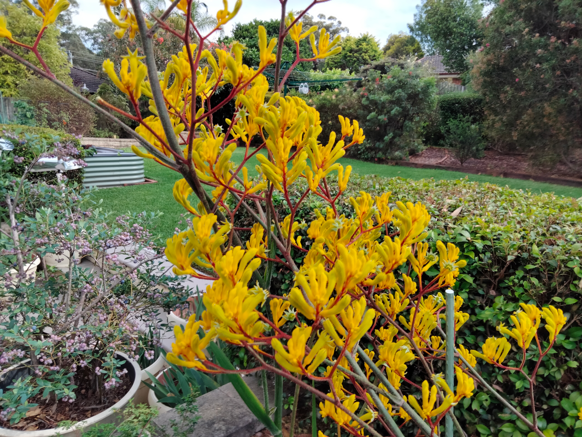 kangaroo_paw.png