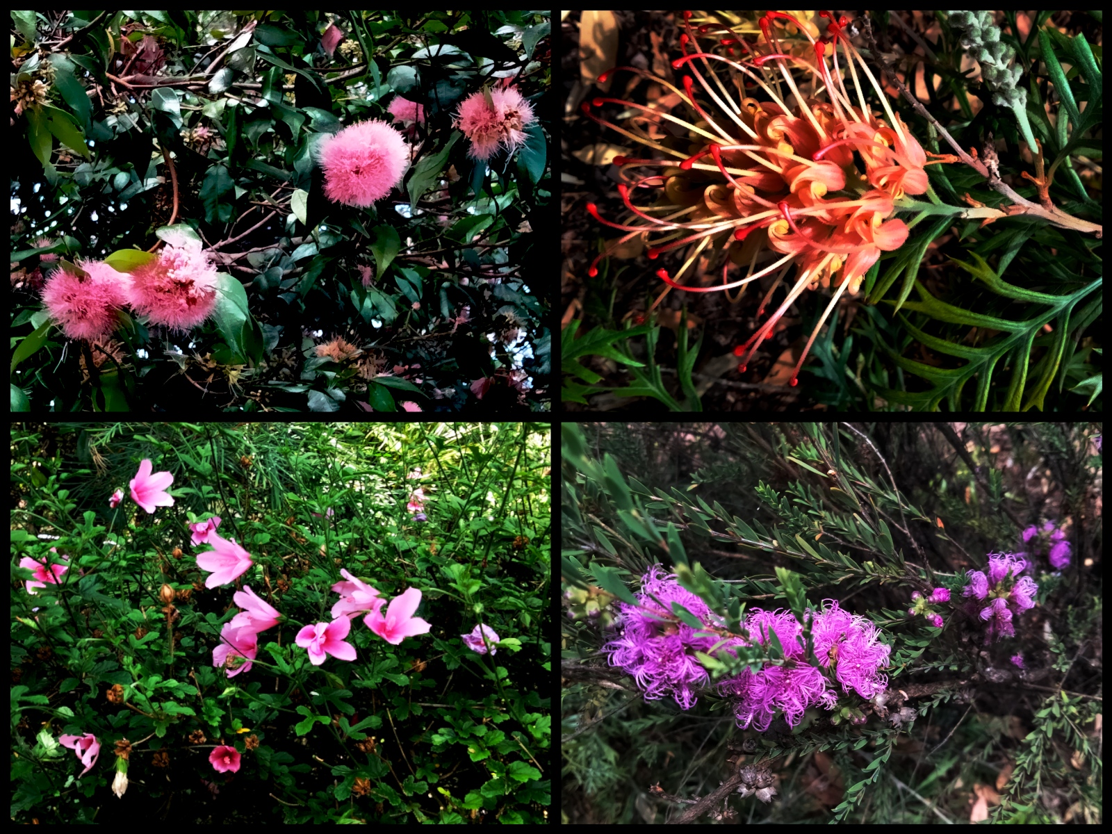 flora_natives.png