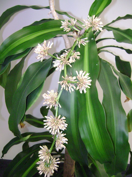 Corn Plant.JPG