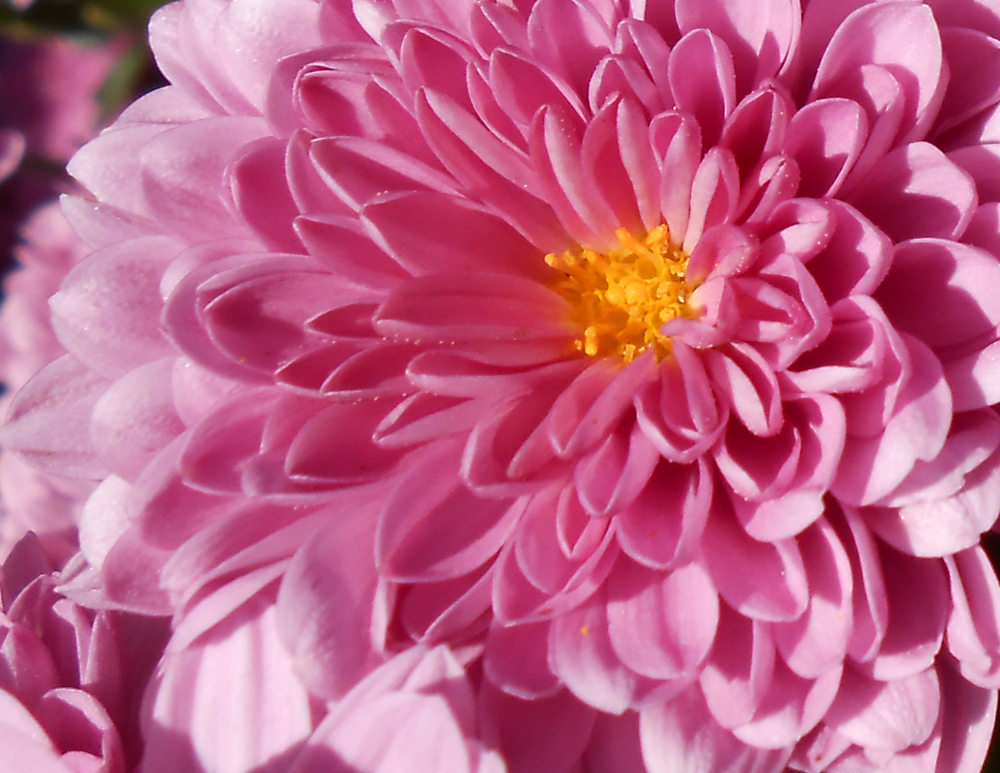 pink mum.jpg