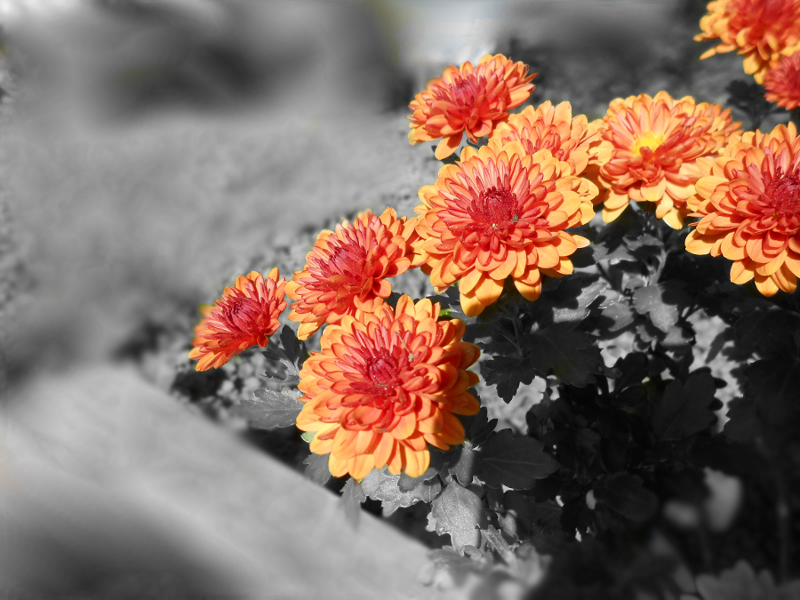 DSCN0413.jpg