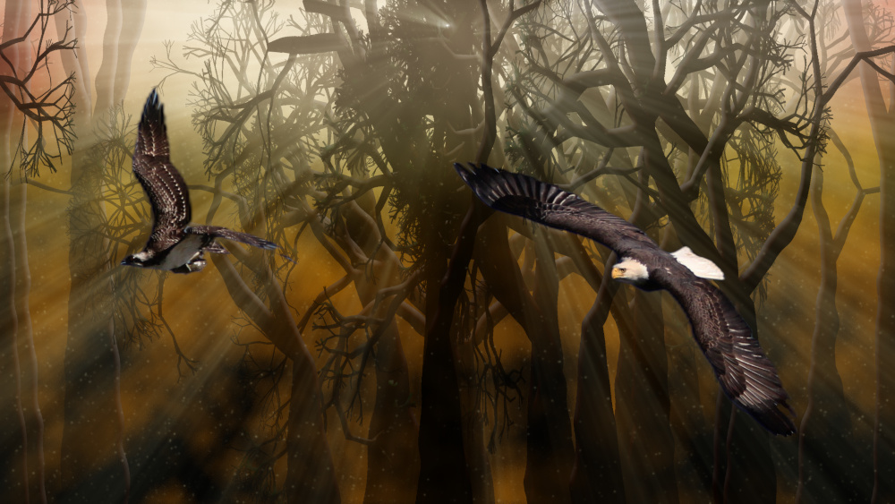 Eagle-Chase-woods.jpg