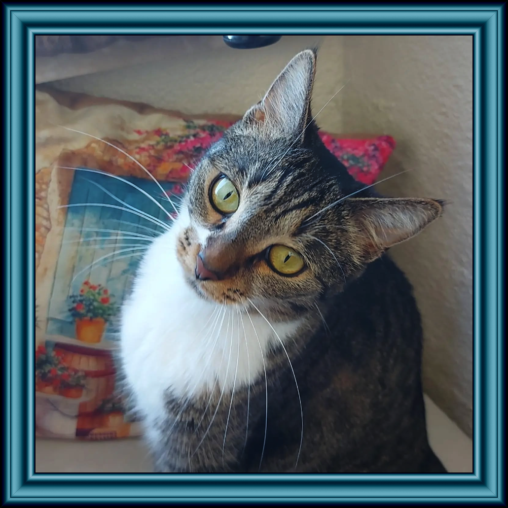 mycat.png