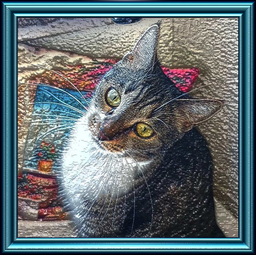 mycat.jpg