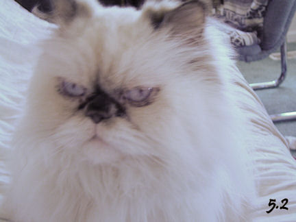 ColorCastKittyb.jpg