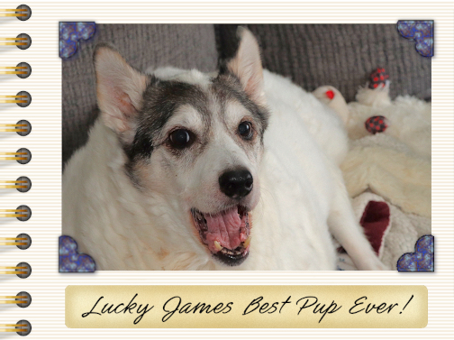 Lucky James.jpg
