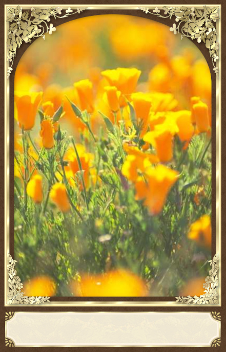 cabinet-card-05.jpg