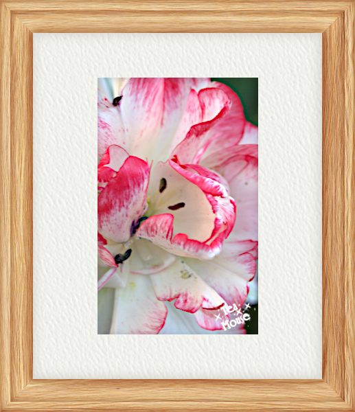 GC-instax wide - 15.png