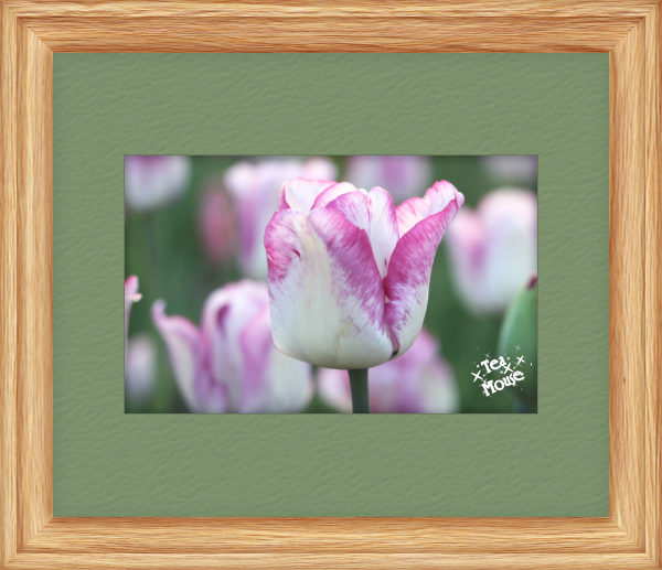GC-instax wide - 10.png