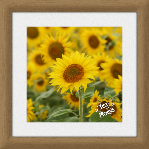 8x8-Milk Chocolate 96Ppi.jpg